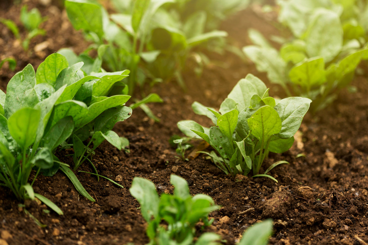Web Novedades Agricolas DASA