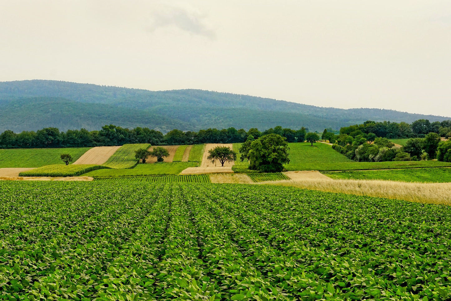 Web Novedades Agricolas DASA